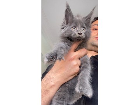 6666 polydactly dev xxxl erkek maine coon