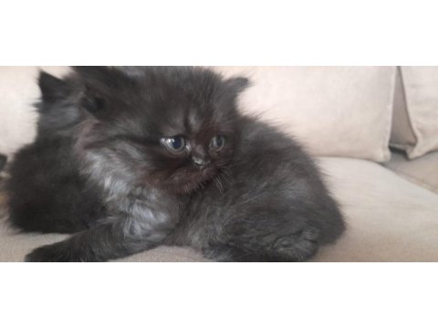 Anne persian baba chinchilla