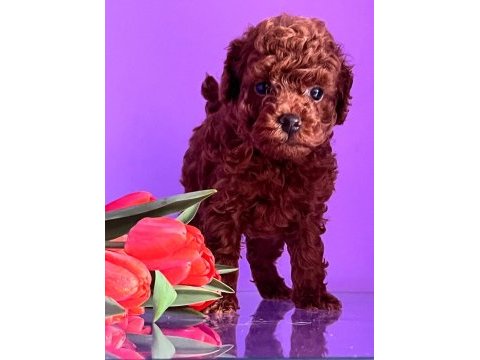 Dark brown teacup yavrular