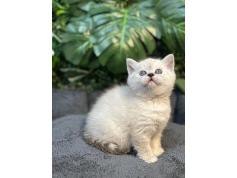 British shorthair ny1133 dişi