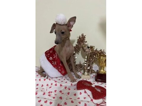İtalyan tazısı greyhound