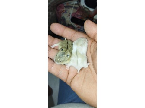 Beyaz kobay lab ve panda mice