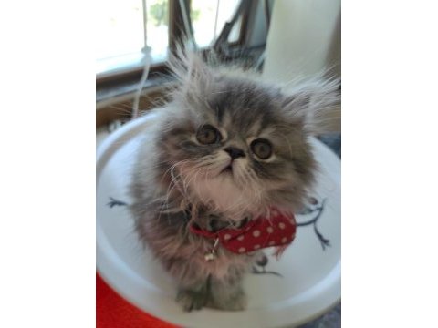 Oyuncu chinchilla miniğimizi sahiplendiriyoruz