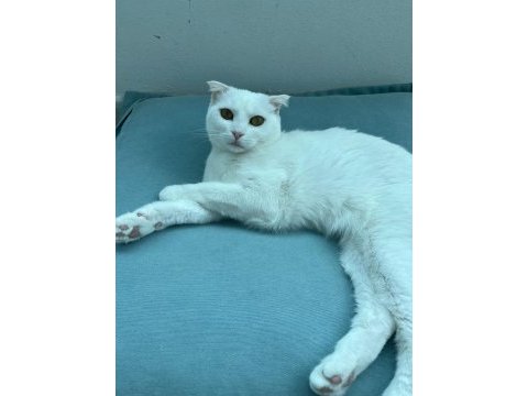 Şımarık nazlıcan scottish fold