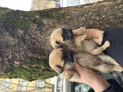 Pug mops bebekler