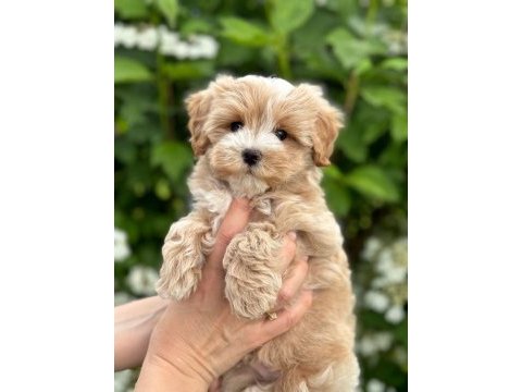 Sağlık ve ırk garantili maltipoo bebeklerim
