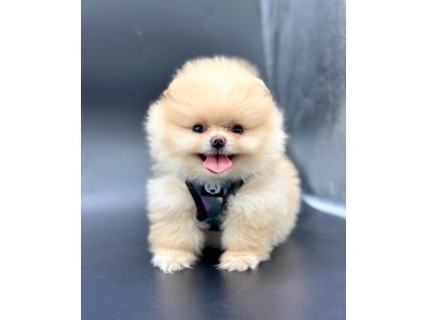 Safkan pomeranian boo bebekler