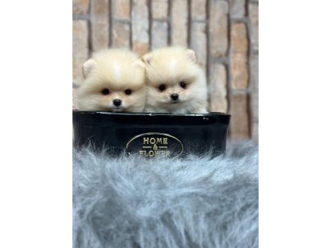 Pomeranian boo yavrulara yuva