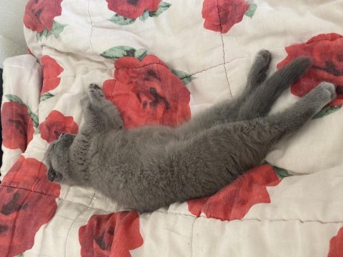 3 aylık erkek scottish fold