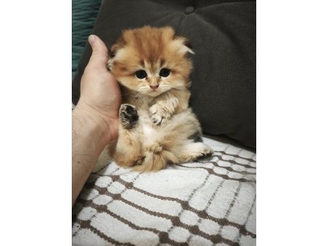 Mamaya düştüler safkan scottish fold yavrular