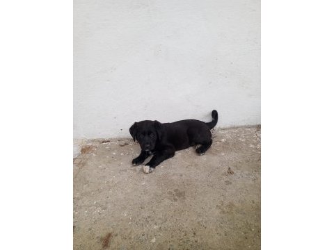 A sınıf yavru köpeklerimiz
