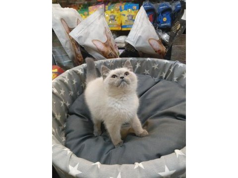Bebek british shorthair bluepoint