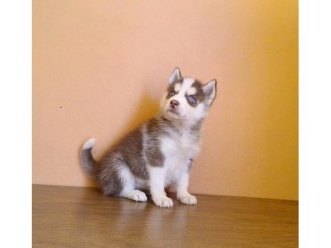 Husky sibirya yavruları