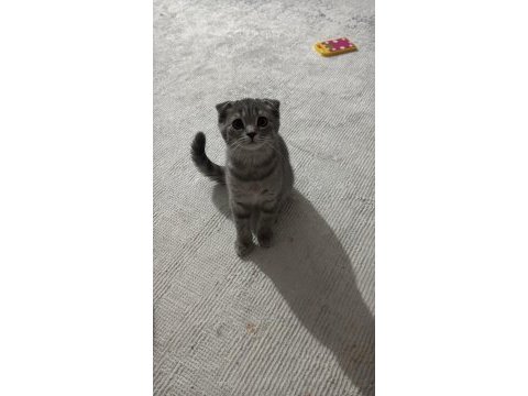 Tatlı scottish fold bebekler