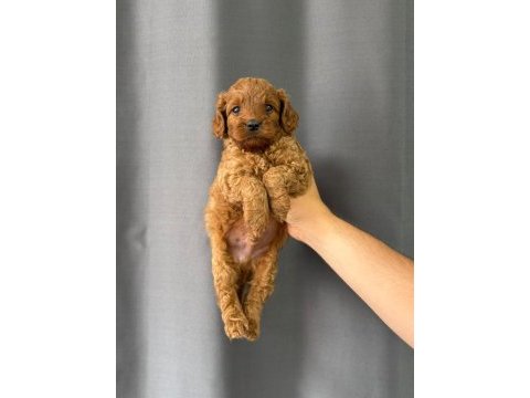 Mini mini toy poodle yavruları mevcut