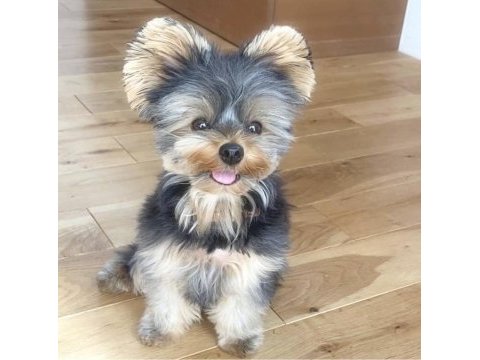 Morkie yavrularım hazır yeni yuvaya