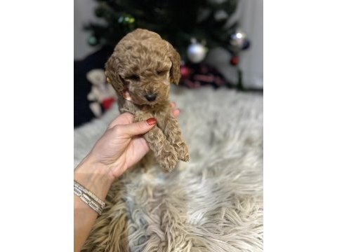 Orjinal toy poodle