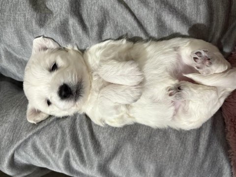 Sahiplendirilecek köpeklerimiz