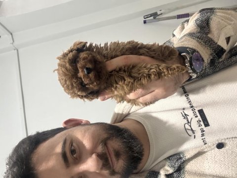 Poodle bebeklerim hazır