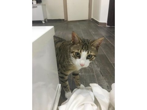 7 aylık erkek tekir kedisi