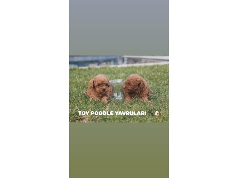 Toy poodle red brown yavrularımız