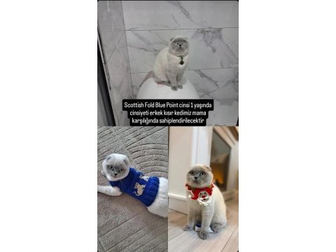 Scottish fold blue point 1 yaşında erkek kısır