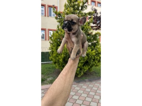 Özel renk french bulldog yavruları