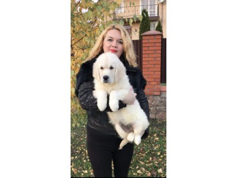 Golden retriever kapıda ödeme hizmetimiz vardır