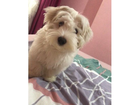 5 aylık orijinal maltese terrier