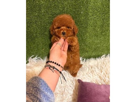 Toypoodle yavrularımız 