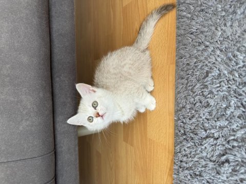 British shorthair