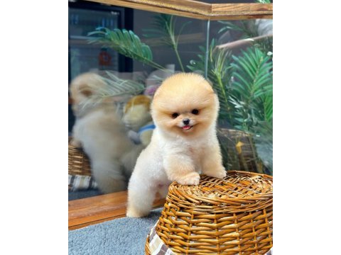 Profesyonel yetiştiriciden pomeranian güvenli teslim
