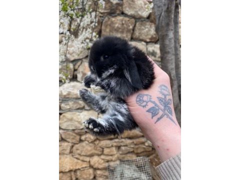 Safkan mini lop tavşan