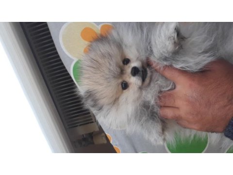 20 ocak doğumlu pomeranian oğlumuz