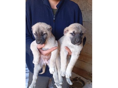 Sahibinden kangal yavruları