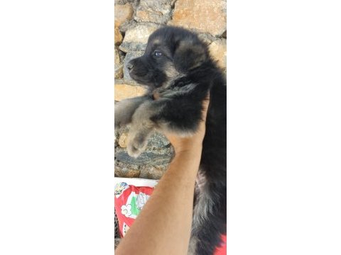 Sağlık ve ırk garantili alman kurdu yavrularımız 