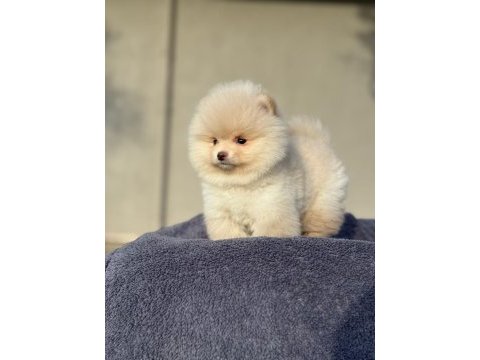 Pomeranian boo köpeğimiz