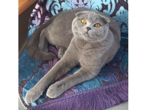 Scottish fold masum kedim