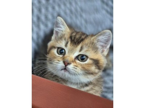 British shorthair kedisi