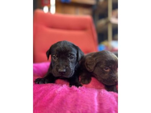 Asil rehber köpek labrador