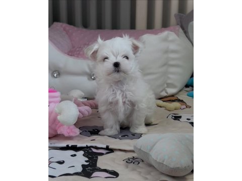 Maltese puppies 1 kg