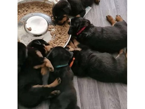 A kalite rottweiler yavruları