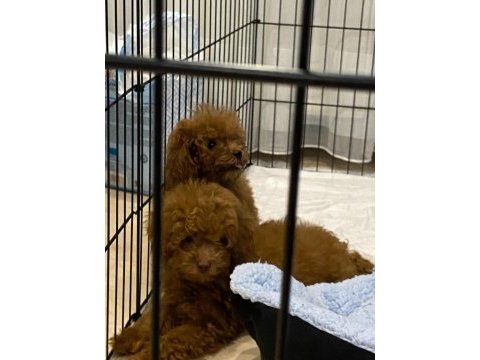 Erkek - dişi toy poodle yavrular yeni ailesini arıyor