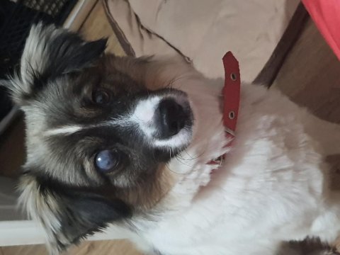 Chico ömürlük yuvasını arıyor border collie