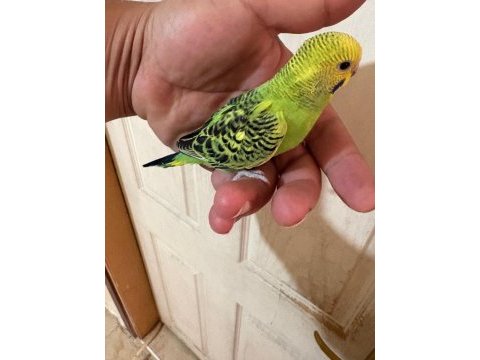 36 günlük renk güzeli muhabbet kuşu bebek