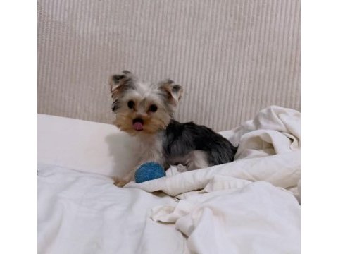 Ped eğitimi tam yorkshire terrier
