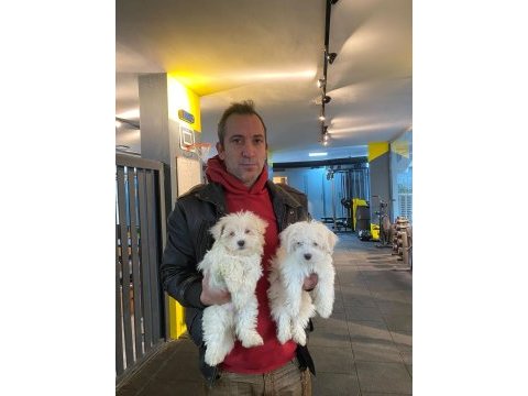 Emsalsiz safkan morkie bebeklerimiz