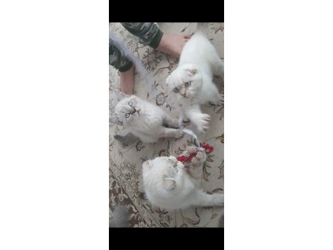 A kalite british shorthair yavrular