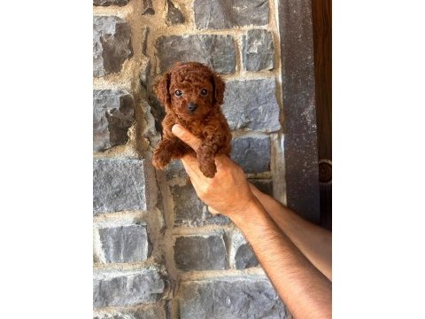 Brownie toy poodlecıklar