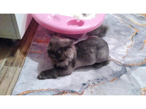 British longhair 1 yaşında